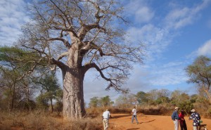 Baobab Kenia